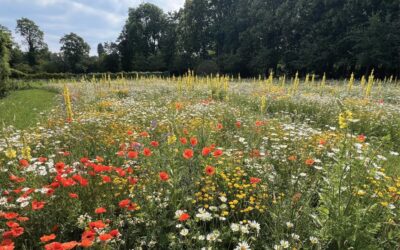 Komentované procházky v červenci 2025